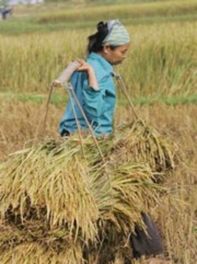 Nông dân vùng sông nước Cửu Long