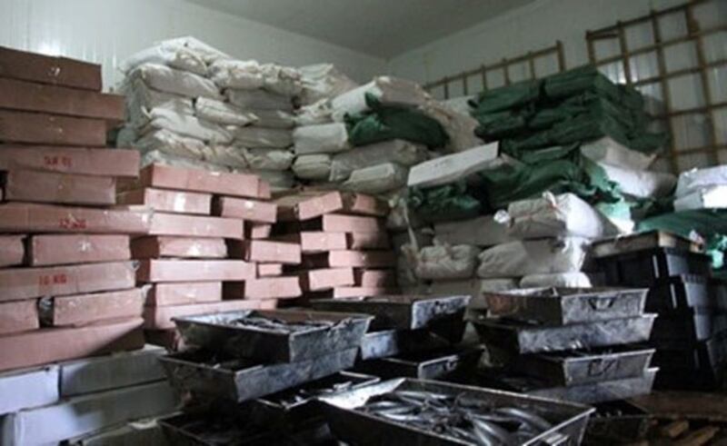 Cá đông lạnh nhiễm độc trong kho của Vựa cá Dũng Thuộc tại khu phố An Hòa 2, thị trấn Cửa Tùng, huyện Vĩnh Linh, Quảng Trị hôm 10/6/2016.