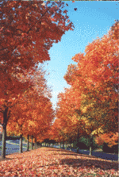 autumn_dung_200b.gif
