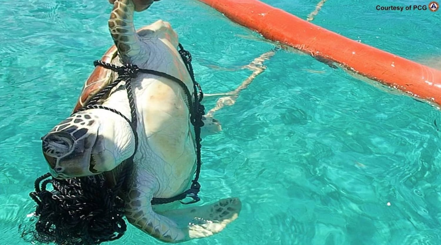 The Philippine Coast Guard shares a photo of a dead turtle allegedly caught by Chinese fishermen in Scarborough Shoal, May 20, 2024.