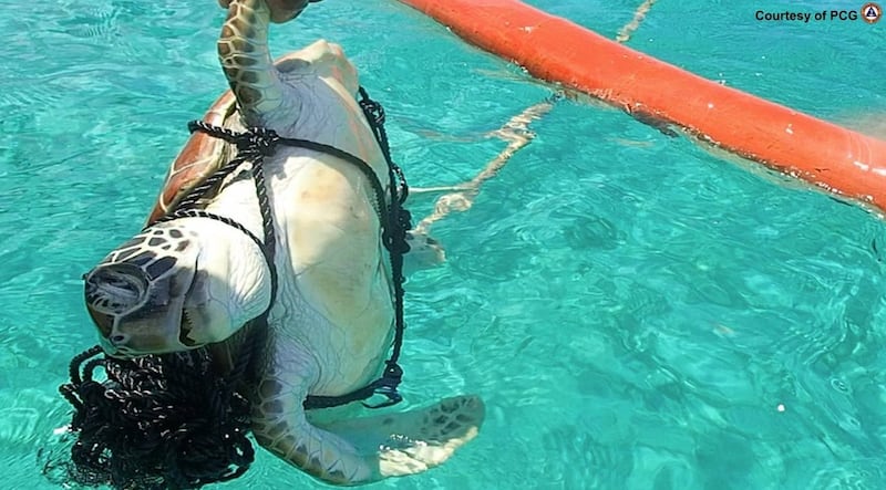 The Philippine Coast Guard shares a photo of a dead turtle allegedly caught by Chinese fishermen in Scarborough Shoal, May 20, 2024.