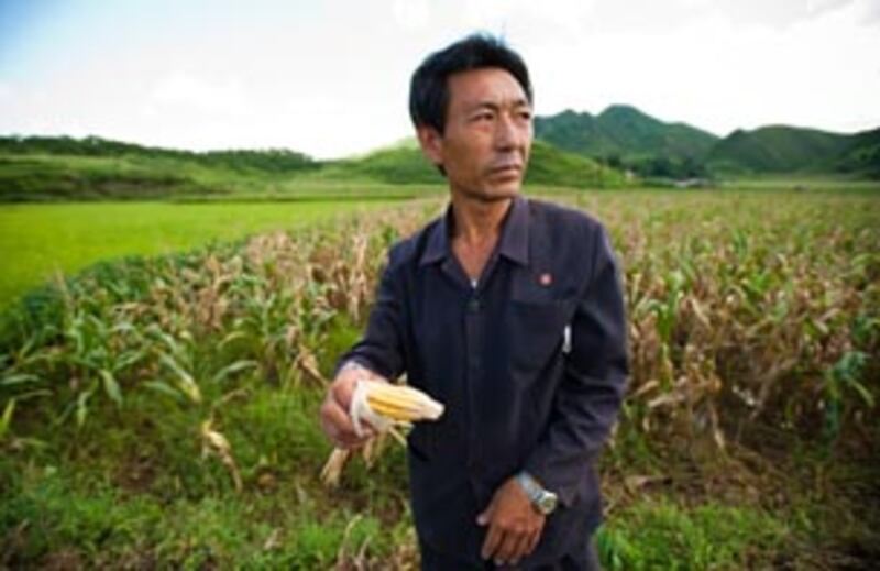 nk_corn_305