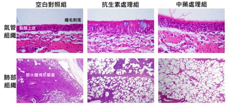 吴忠信报告称，科学中药可有效预防幼猪的肺炎。(吴忠信提供)