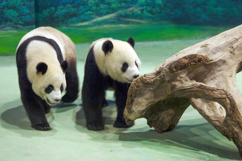 china-panda1.jpg