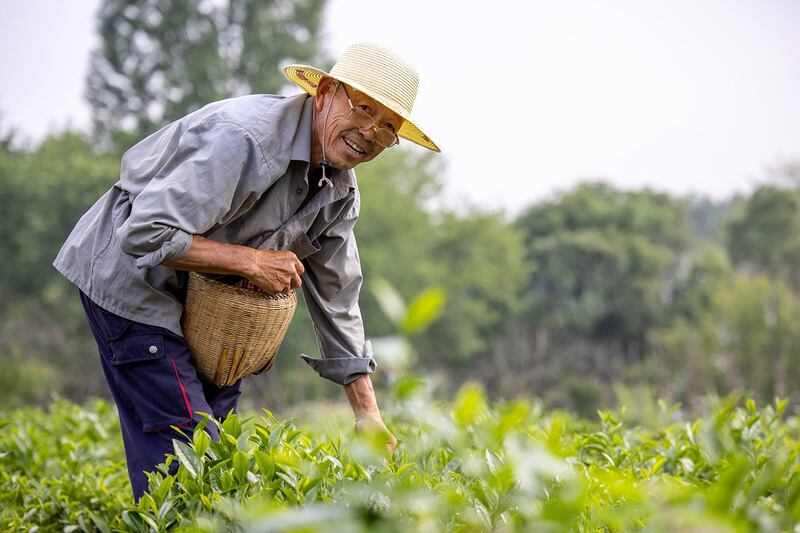 生态丰富的土地才能滋养出好茶，应对气候变化的韧性也较高。（法新社）