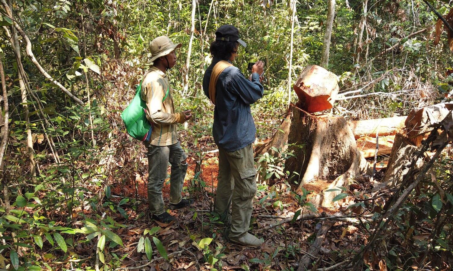 US Cuts Funding to Cambodia’s Prey Lang Forest, Citing Government Failure to Protect the Land