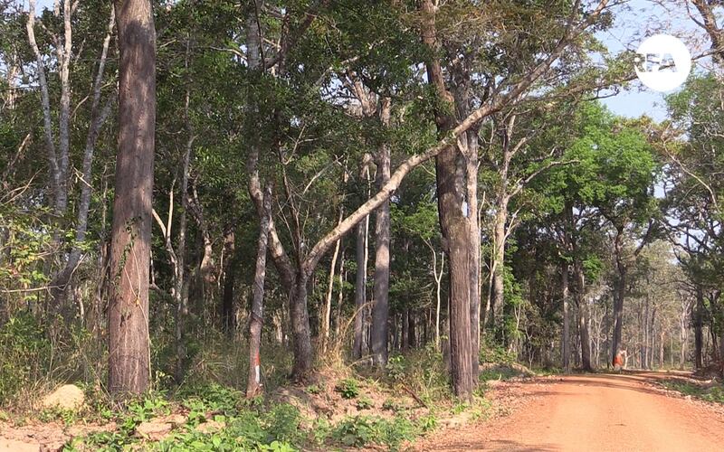 ព្រៃ​សហគមន៍​សង្ឃ​រុក្ខ​វ័ន្ត នៅ​ខេត្ត​ឧត្តរមានជ័យ។ រូបថត​ថ្ងៃ​ទី​១០ ខែ​មីនា ឆ្នាំ​២០១៧។ 