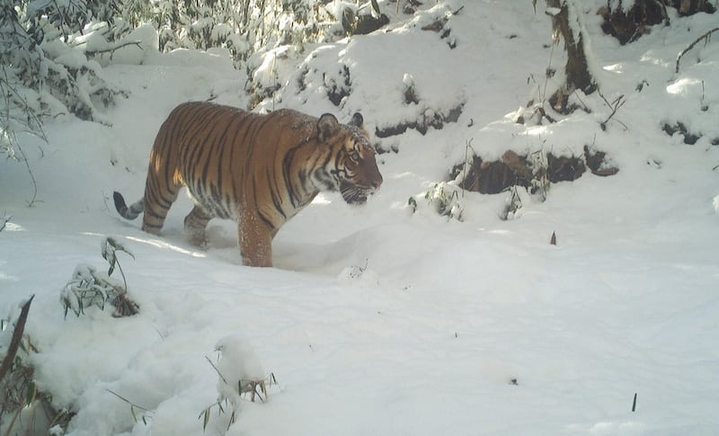 ENG_ENV_BhutanTigerSurvey_07312023.2.jpg