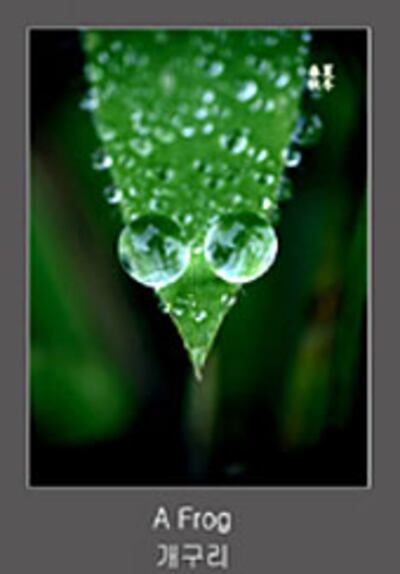 frog_by_do-170.jpg