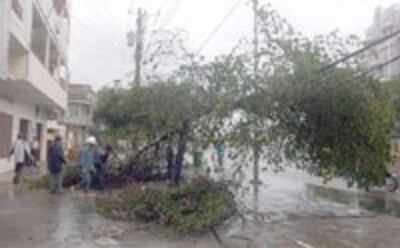 DurianTyphoonTree200b.jpg