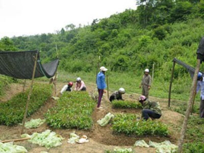 Vườn ươm cây Bạch Đàn giống của Công ty Innov Green. Photo courtesy of Innov Green.