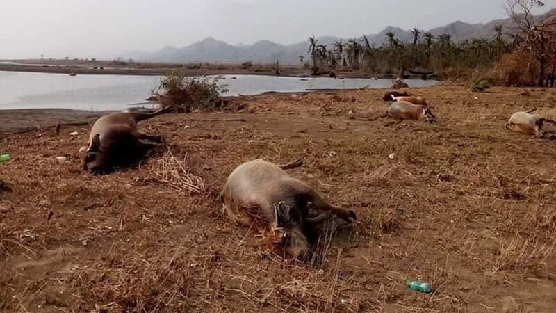 မိုခါဆိုင်ကလုန်းမုန်တိုင်းဒဏ်ကြောင့် ရခိုင်ပြည်နယ်၊ ရသေ့တောင်မြို့နယ်၊ ဒုံးပိုက်ကျေးရွာအနီး သေဆုံးနေသည့် ကျွဲ၊ နွားများအား ၂၀၂၃ ခုနှစ်၊ မေလ ၁၈ ရက်နေ့က တွေ့ရစဥ်။ (Photo: Citizen Journalist)