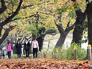 서울 여의도 윤중로를 찾은 시민들이 낙엽을 밟으며 가을정취를 누리고 있다.
