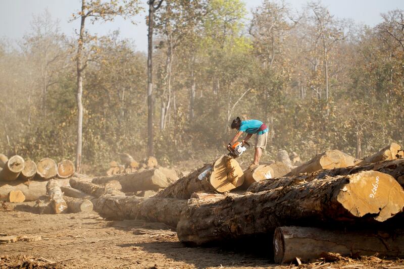 A man uses a chainsaw to cut teak logs in a logging camp in Pinlebu township, Sagaing, northern Myanmar, in this picture taken March 5, 2014. Credit: Reuters