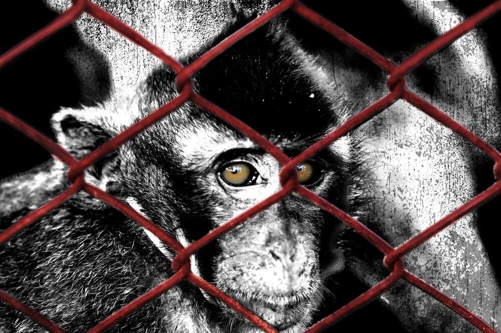 Credit: Reuters photo; Amanda Weisbrod/RFA photo illustration