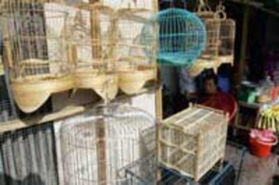 BirdFluCage200.jpg