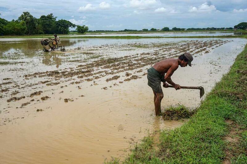 Most of the planting, harvesting and maintenance is done by hand. Myo Min Soe/RFA