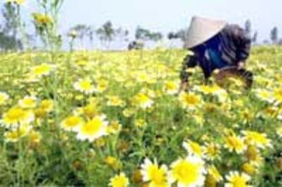 SummerFlowers200.jpg