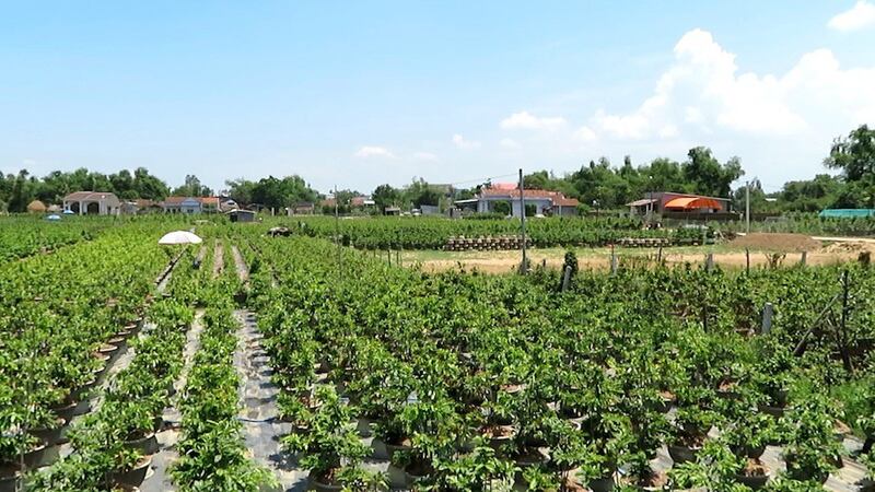 Một góc vườn mai ở Bình Định
