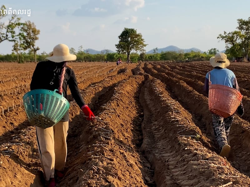 កសិករថាដំឡូងមី ថោកជាងអេតចាយ